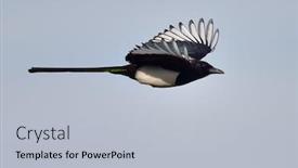  Presentation with flight - Amazing presentation theme having magpie-in-flight-pica-caudata backdrop and a light blue colored foreground