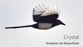  Presentation with flight - PPT layouts consisting of magpie-in-flight-pica-caudata background and a white colored foreground