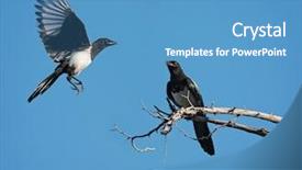  Presentation with clear - Slide deck consisting of soaring background - magpie landing on a branch background and a teal colored foreground