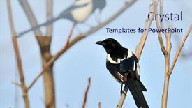  Presentation with branch - Colorful slides enhanced with magpies-pica-rustica backdrop and a sky blue colored foreground
