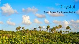  Presentation with maya - Cool new presentation with mahahual caribbean palm trees jungle in costa maya of mayan mexico backdrop and a light blue colored foreground