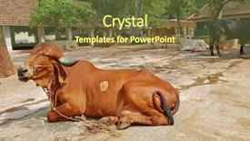  Presentation with india - Amazing presentation theme having maharshi ashram in tiruvanamalai india backdrop and a tawny brown colored foreground