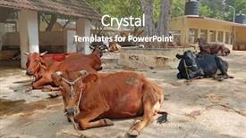  Presentation with agriculture - Cool new slide deck with maharshi ashram in tiruvanamalai india backdrop and a violet colored foreground