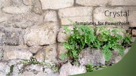  Presentation with fern - Audience pleasing PPT layouts consisting of maidenhair fern growing on ancient wall backdrop and a soft green colored foreground
