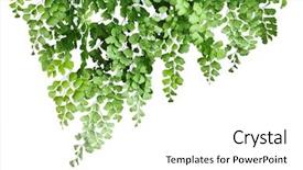  Presentation with fern - Colorful presentation theme enhanced with maidenhair fern isolated on white backdrop and a white colored foreground