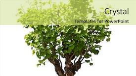  Presentation with ginkgo - PPT layouts with maidenhair ginkgo biloba bonsai tree background and a yellow colored foreground
