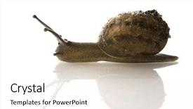  Presentation with yahoo mail - Slides having mail by an very slow background and a  colored foreground