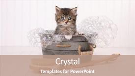  Presentation with bubble - PPT theme with maincoon kitten with big eyes background and a coral colored foreground