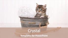  Presentation with bubble - Audience pleasing PPT theme consisting of maincoon kitten with big eyes backdrop and a coral colored foreground