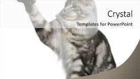  Presentation with paw - PPT theme consisting of maine coon 1 year old background and a white colored foreground