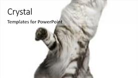  Presentation with paw - Slide deck with maine coon 1 year old sitting with one paw up and looking up in front of white background background and a white colored foreground