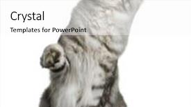  Presentation with paw - Colorful PPT theme enhanced with maine coon 1 year old sitting with one paw up and looking up in front of white background backdrop and a white colored foreground