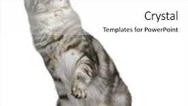  Presentation with paw - PPT layouts having maine coon 1 year old sitting with one paw up and looking up in front of white background background and a white colored foreground