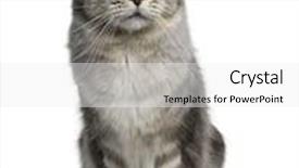 Presentation with maine - Beautiful presentation theme featuring maine coon 13 months old backdrop and a white colored foreground