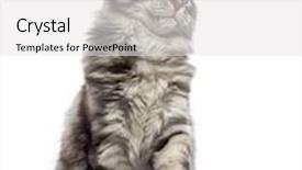  Presentation with maine - Presentation theme enhanced with maine coon 2 years old sitting pawing and looking up background and a white colored foreground