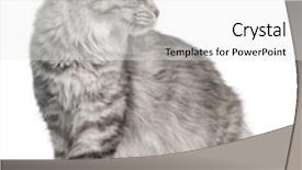  Presentation with maine - Slide deck featuring maine coon 2 years old background and a white colored foreground