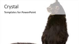  Presentation with maine - Theme with maine coon 7 months old sitting in front of white background studio shot background and a white colored foreground