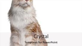  Presentation with maine - Beautiful PPT theme featuring maine coon cat 14 months old in front of white background backdrop and a light gray colored foreground