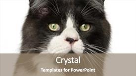  Presentation with maine - Slide set with maine coon cat 15 months old in front of white background background and a coral colored foreground