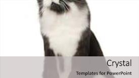  Presentation with maine - Colorful presentation design enhanced with maine coon cat 15 months old sitting in front of white background backdrop and a light gray colored foreground