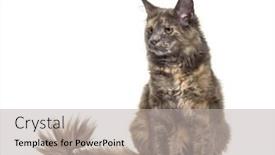  Presentation with maine - Slide set enhanced with maine coon cat 6 months old sitting against white background background and a light gray colored foreground