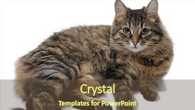 Presentation with maine - Presentation theme enhanced with maine coon cat on white background and a tawny brown colored foreground