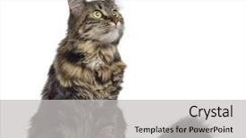 Presentation with maine - Slide set featuring maine coon cat sitting and looking up isolated on white background and a light gray colored foreground