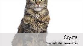  Presentation with maine - Presentation design featuring maine coon cat sitting and facing isolated on white background and a light gray colored foreground