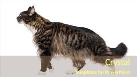  Presentation with walking cat - Amazing PPT theme having maine coon cat walking backdrop and a tawny brown colored foreground