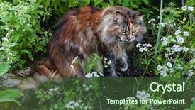  Presentation with maine - Theme featuring maine-coon-cat background and a tawny brown colored foreground