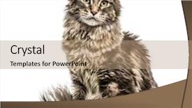  Presentation with maine - Presentation theme having maine coon isolated on white background and a coral colored foreground