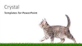  Presentation with maine - Theme consisting of maine coon kitten 2 months old walks in green grass gray small cat isolated on white background portrait of beautiful domestic kitty background and a white colored foreground