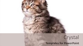  Presentation with maine - Slide set consisting of maine-coon-kitten-2-months background and a light gray colored foreground