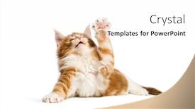  Presentation with maine - Colorful presentation enhanced with maine coon kitten 8 weeks old reaching out in front of white background backdrop and a white colored foreground