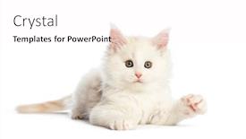  Presentation with maine - Colorful PPT theme enhanced with maine coon kitten 8 weeks old in front of white background backdrop and a white colored foreground