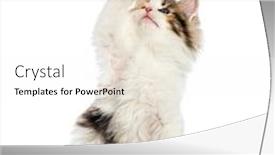  Presentation with maine - Audience pleasing theme consisting of maine coon kitten 8 weeks old reaching out in front of white background backdrop and a white colored foreground
