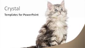  Presentation with maine - Slides featuring maine coon kitten 8 weeks old in front of white background background and a white colored foreground