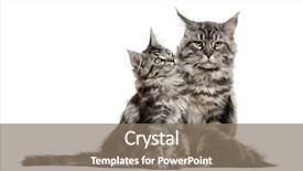  Presentation with maine - PPT theme with maine coon kitten and mother in front of white background background and a coral colored foreground