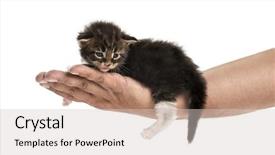  Presentation with maine - Colorful slide deck enhanced with maine coon kitten in human backdrop and a lemonade colored foreground