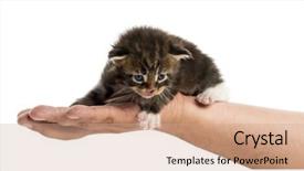  Presentation with human genome - Theme featuring maine coon kitten in human background and a coral colored foreground