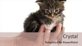  Presentation with behaviour - Audience pleasing theme consisting of maine coon kitten in human backdrop and a coral colored foreground