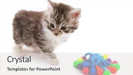  Presentation with maine - Amazing presentation design having maine coon kitten isolated over white backdrop and a light gray colored foreground