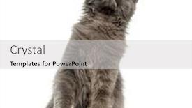  Presentation with maine - Colorful presentation theme enhanced with maine-coon kitten on hind legs looking up 4 months old isolated on white backdrop and a light gray colored foreground