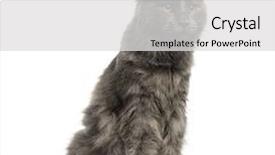  Presentation with maine - PPT layouts enhanced with maine coon kitten sitting 6 months old isolated on white background and a light gray colored foreground