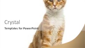  Presentation with maine - Colorful PPT layouts enhanced with maine coon kitten sitting facing 4 months old isolated on white backdrop and a white colored foreground