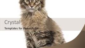  Presentation with maine - Amazing PPT layouts having maine coon kitten sitting isolated on white 5 months old backdrop and a coral colored foreground