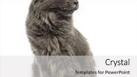  Presentation with maine - Presentation theme having maine coon kitten sitting looking away 6 months old isolated on white background and a light gray colored foreground