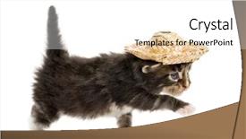  Presentation with maine - Theme with maine coon kitten walking and wearing a hat background and a white colored foreground
