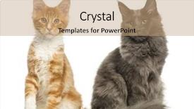  Presentation with maine - Colorful theme enhanced with maine coon kittens sitting together isolated on white backdrop and a coral colored foreground