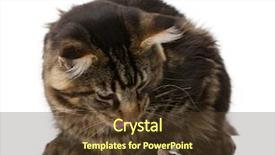  Presentation with maine - Slides enhanced with maine coon looking at mouse 7 months old in front of white background background and a tawny brown colored foreground